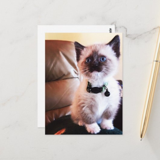 You 恋しく思 Fuzzy Adorable Siamese子猫写真 ポストカード (正面/裏面インサイチュ)