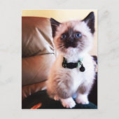 You 恋しく思 Fuzzy Adorable Siamese子猫写真 ポストカード (正面)