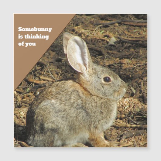 You 考え Brown Bunny写真自然動物 (正面)