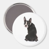 You Boston Terrier Magnetを見ている マグネット (正面/裏面)