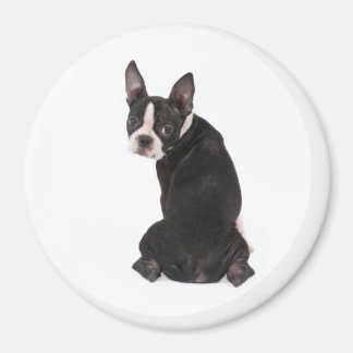 You Boston Terrier Magnetを見ている マグネット