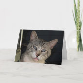 You Make Me Purr Anniversy Card カード (正面)