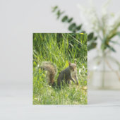 You Squirrelポストカードを表示 ポストカード (スタンド正面)