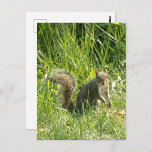You Squirrelポストカードを表示 ポストカード (正面/裏面)