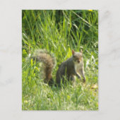 You Squirrelポストカードを表示 ポストカード (正面)
