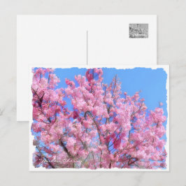 Youkou Cherry ポストカード