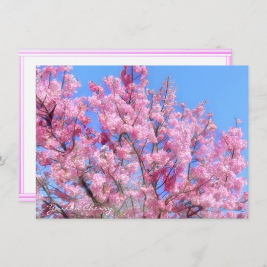 Youkou Cherry: Flat Card (正面/裏面)