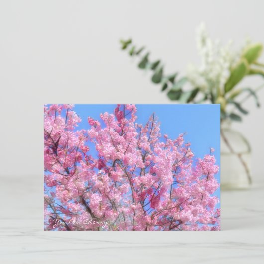 Youkou Cherry: Flat Card (スタンド正面)