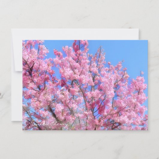 Youkou Cherry: Flat Card (正面)