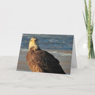 Young Bald Eagle on the Beach Birthday Card カード