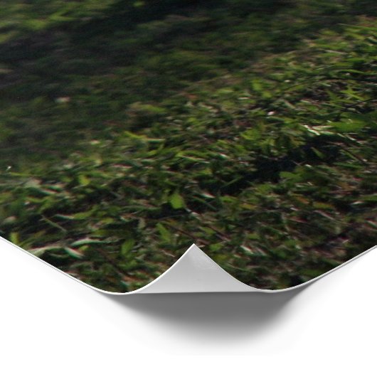 Young Buckポスター ポスター (角)