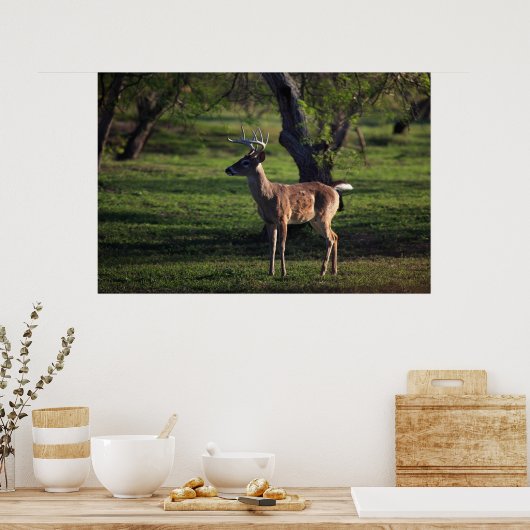 Young Buckポスター ポスター (キッチン)