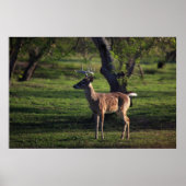 Young Buckポスター ポスター (正面)