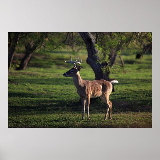 Young Buckポスター ポスター (正面)