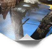 Young Cooper's Hawkの写真の拡大 フォトプリント (角)