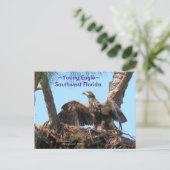 Young Eagle open wings Florida Spiegelandはがき ポストカード (スタンド正面)