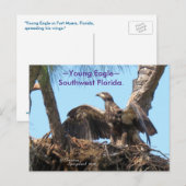 Young Eagle open wings Florida Spiegelandはがき ポストカード (正面/裏面)
