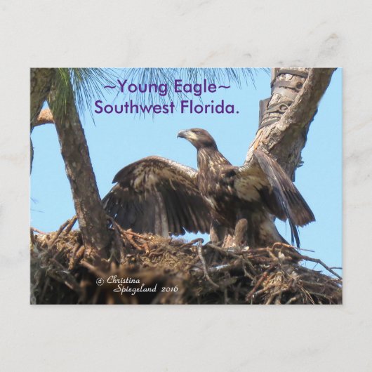 Young Eagle open wings Florida Spiegelandはがき ポストカード (正面)