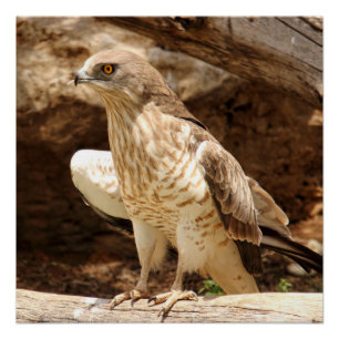 Young Eagle Perfectポスター ポスター