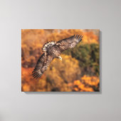 Young Eagle Wings Autumn Canvas Print キャンバスプリント (正面)