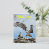 Young Florida Ospreysはがき ポストカード (スタンド正面)