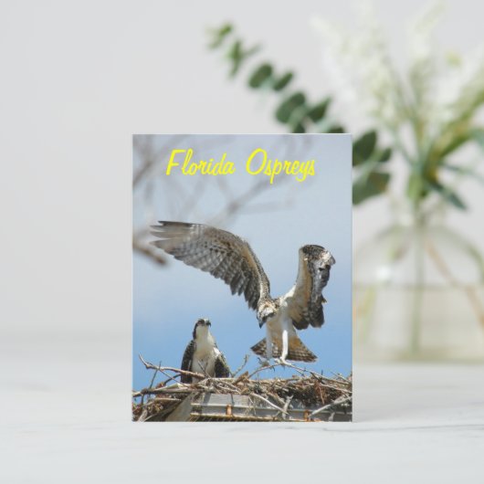 Young Florida Ospreysはがき ポストカード (スタンド正面)