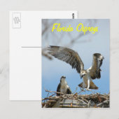 Young Florida Ospreysはがき ポストカード (正面/裏面)