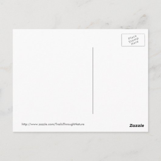 Young Florida Ospreysはがき ポストカード (裏面)