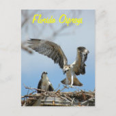 Young Florida Ospreysはがき ポストカード (正面)
