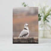 Young Kittiwake Birdの自然写真 カード (スタンド正面)