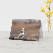 Young Kittiwake Seagul自然写真 カード (黄色い花)