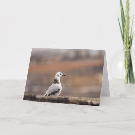 Young Kittiwake Seagul自然写真 カード