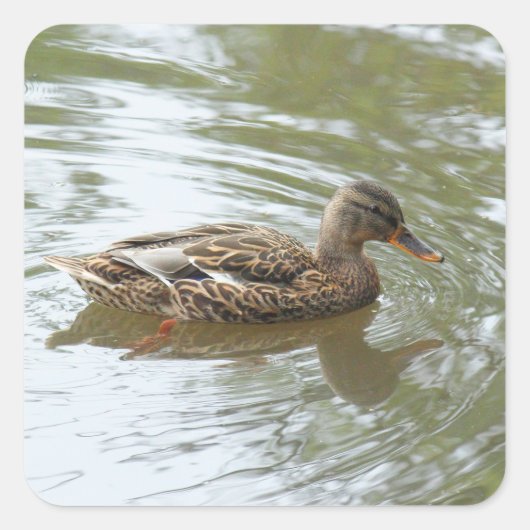 Young Mallard Duck - Roath Park Lake, Cardiff, UK スクエアシール (正面)