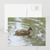 Young Mallard Duck - Roath Park Lake, Cardiff, UK ポストカード (正面/裏面)