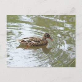 Young Mallard Duck - Roath Park Lake, Cardiff, UK ポストカード