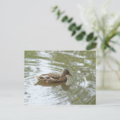 Young Mallard Duck - Roath Park Lake, Cardiff, UK ポストカード (スタンド正面)