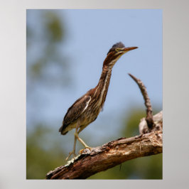 Young One ポスター