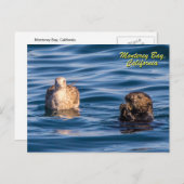 Young Otter-Monterey Bay, Californiaはがき ポストカード (正面/裏面)