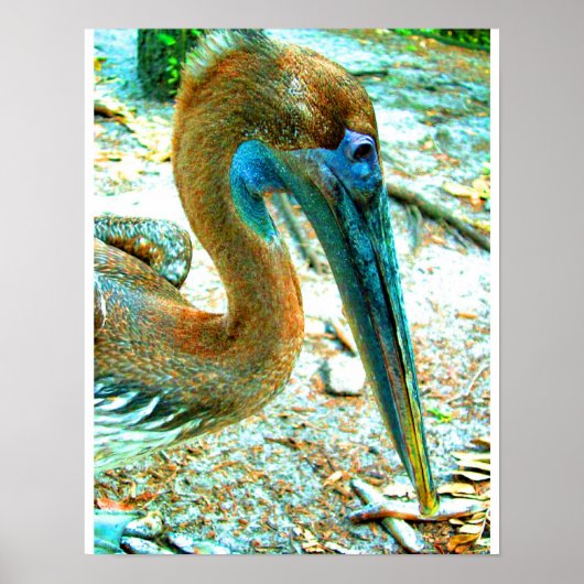 Young pelican head shot, high saturation color ポスター (正面)