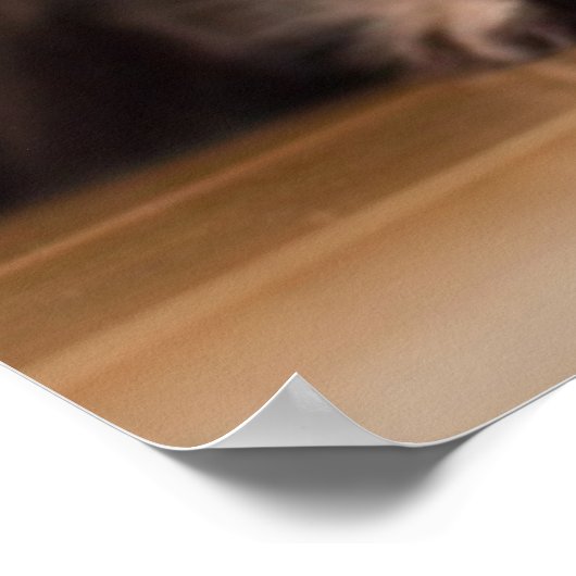 Young Persian Kitten ポスター (角)