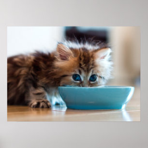 Young Persian Kitten ポスター