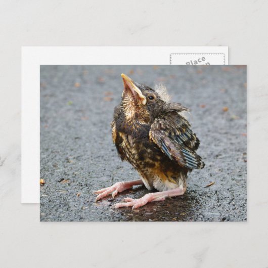 Young Robin Siting Postages ポストカード (正面/裏面)