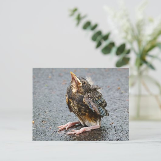 Young Robin Siting Postages ポストカード (スタンド正面)