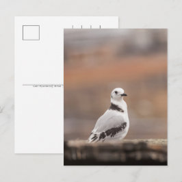 Young Seagull自然写真 シーズンポストカード