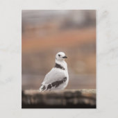 Young Seagull自然写真 シーズンポストカード (正面)