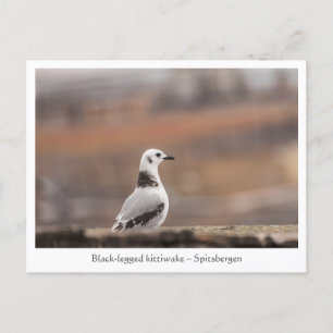Young Seagull自然写真 ポストカード