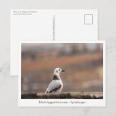 Young Seagull自然写真 ポストカード (正面/裏面)