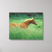 Young Stallion Runs Through Meadow キャンバスプリント (正面)