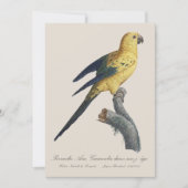 Young Sun Parakeet or Conure Aratinga solstitialis サンキューカード (正面)