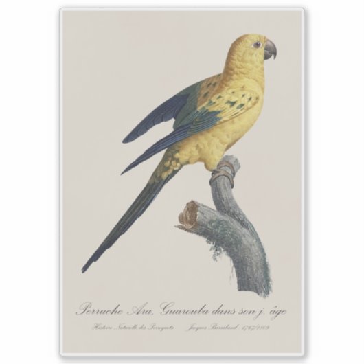 Young Sun Parakeet or Conure Aratinga solstitialis シール (正面)